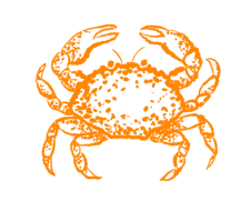 Морской краб