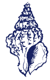 Изобажение ракушки